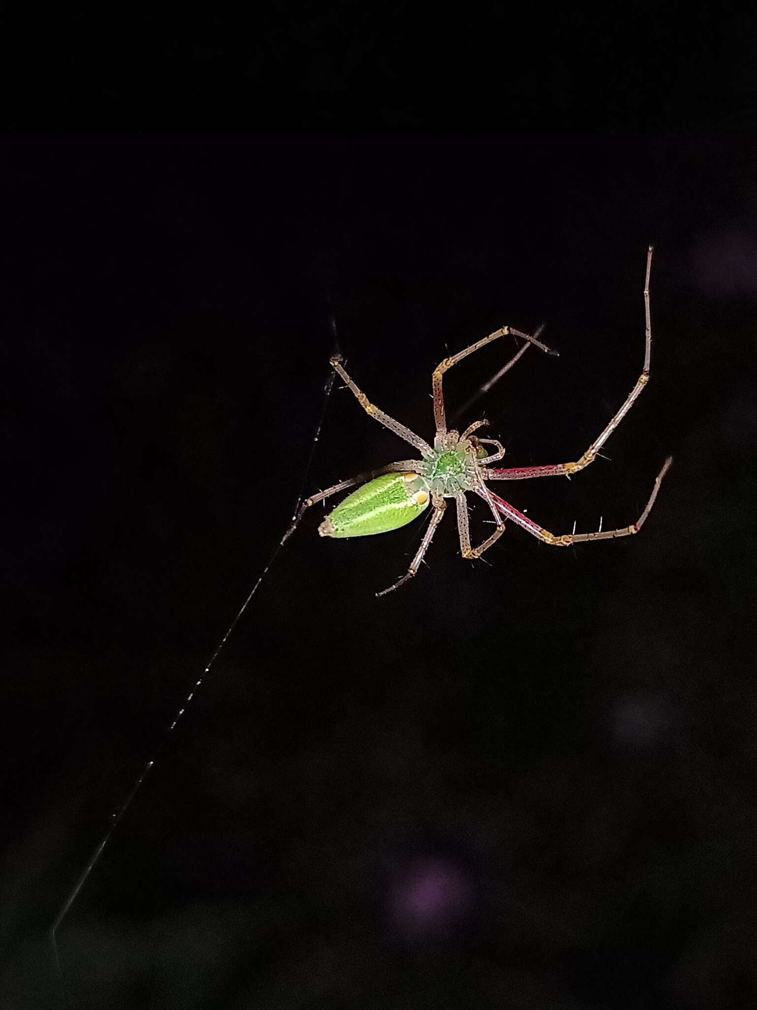 Image of Peucetia viridana (Stoliczka 1869)