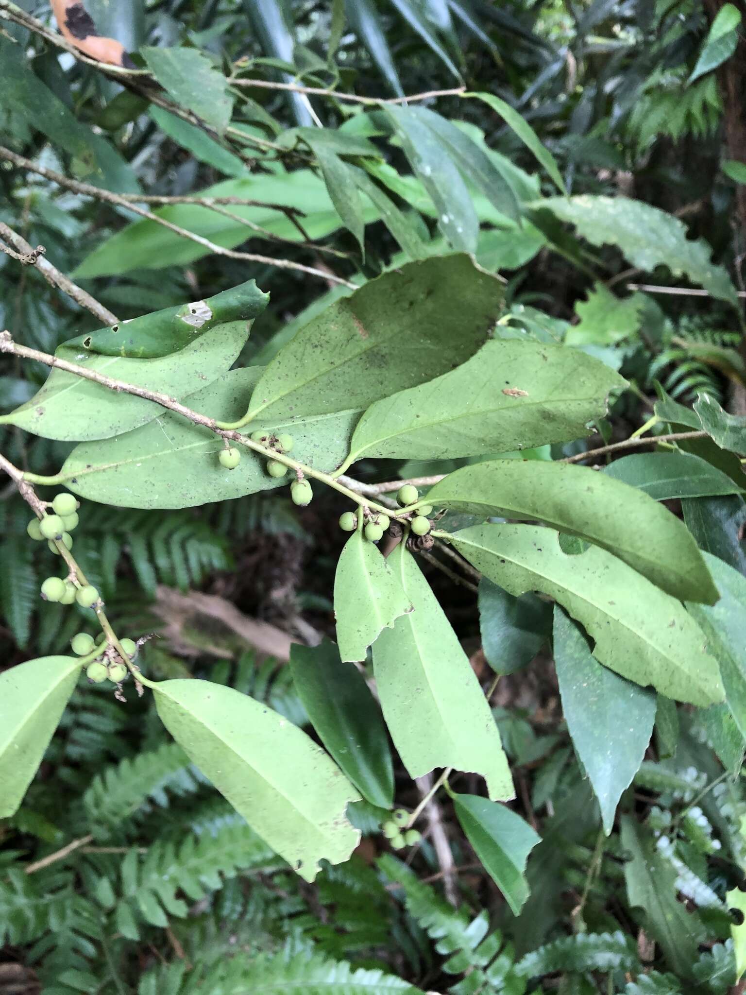 Ilex formosana Maxim. resmi