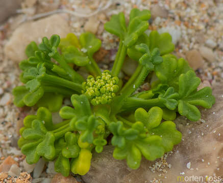 Imagem de Trachyspermum pimpinelloides H. Wolff