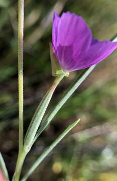 Image of chaparral clarkia