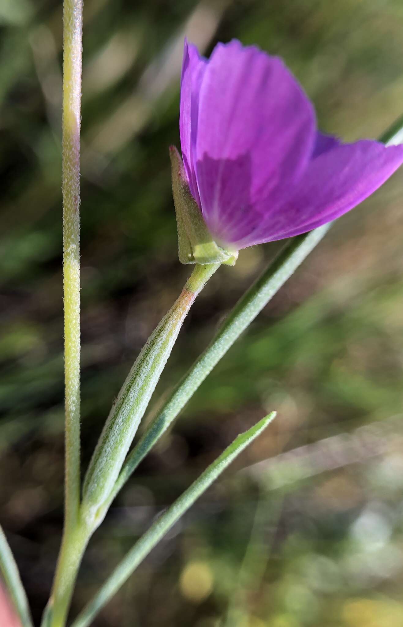 Слика од Clarkia affinis H. & M. Lewis