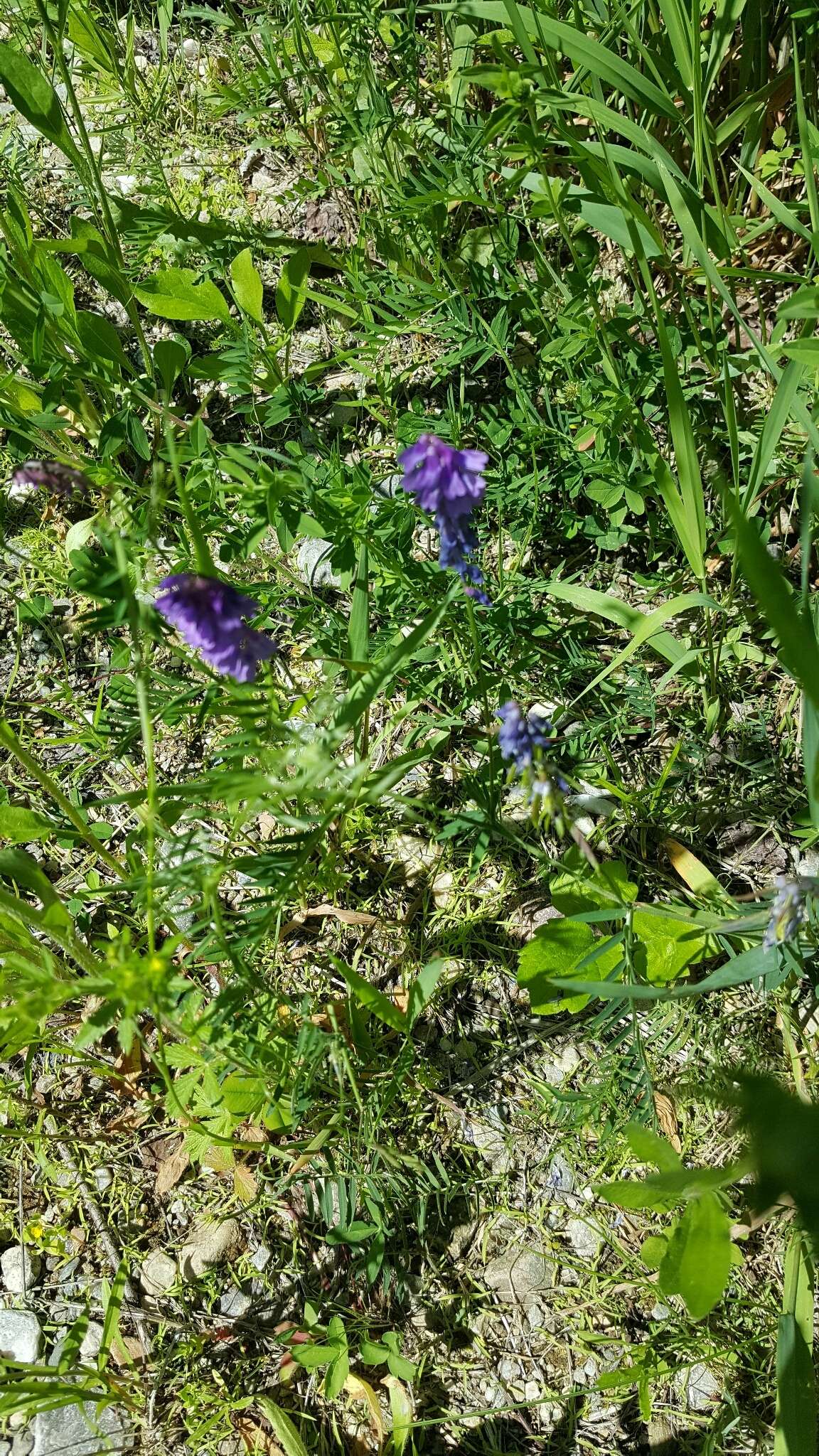 Image of bird vetch