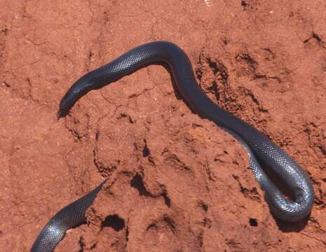 Image of Mole Viper