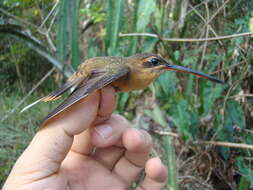 Phaethornis philippii (Bourcier 1847) resmi