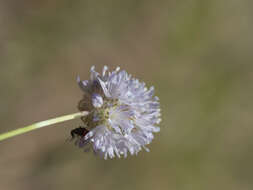 Image of foothill gilia