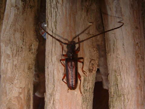 Image of Amphelictus bicolor Chemsak & Linsley 1964