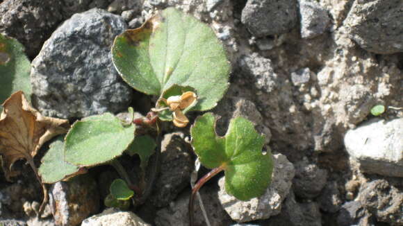 Image of Viola crassa (Makino) Makino