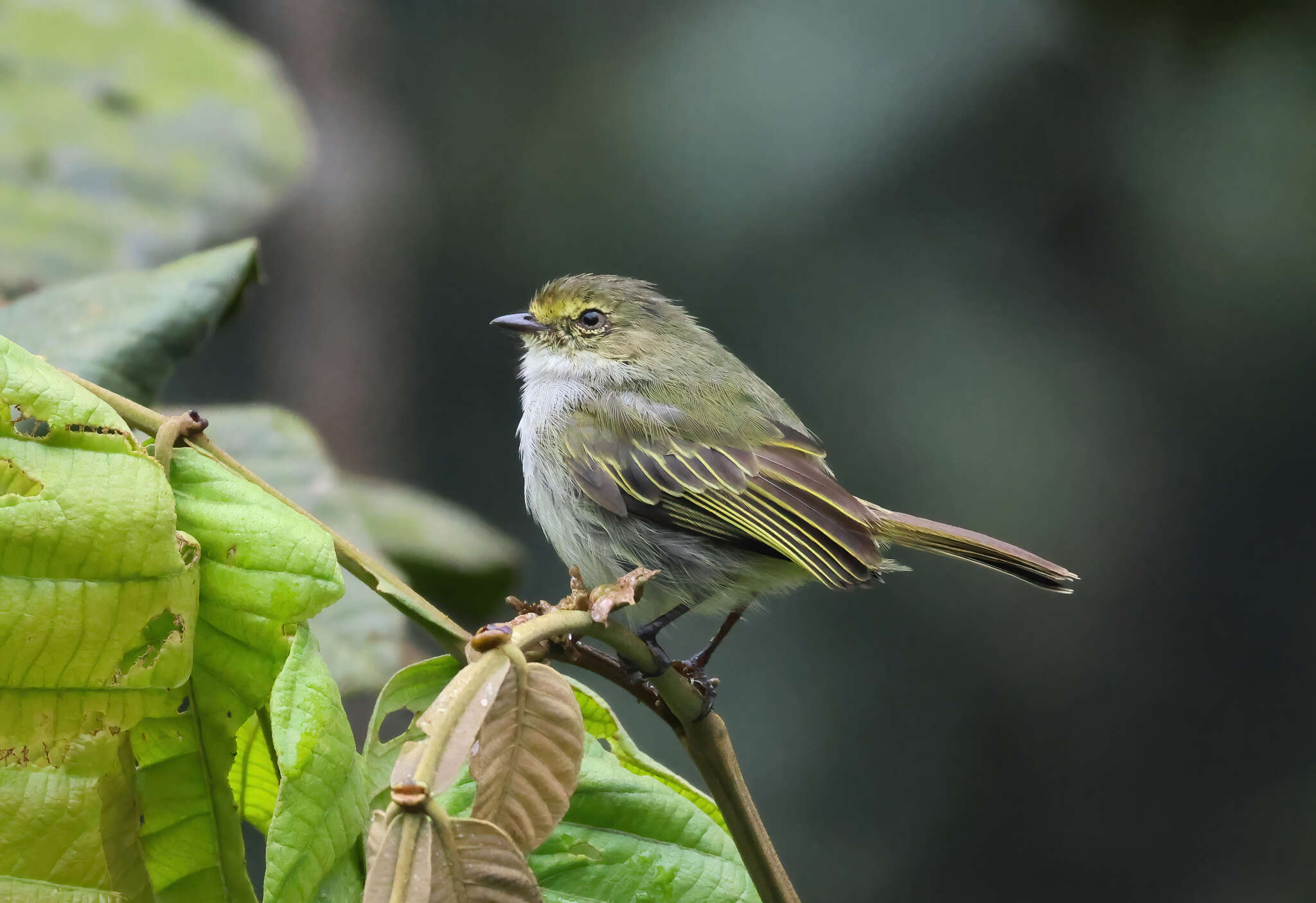 Image of Choco Tyrannulet