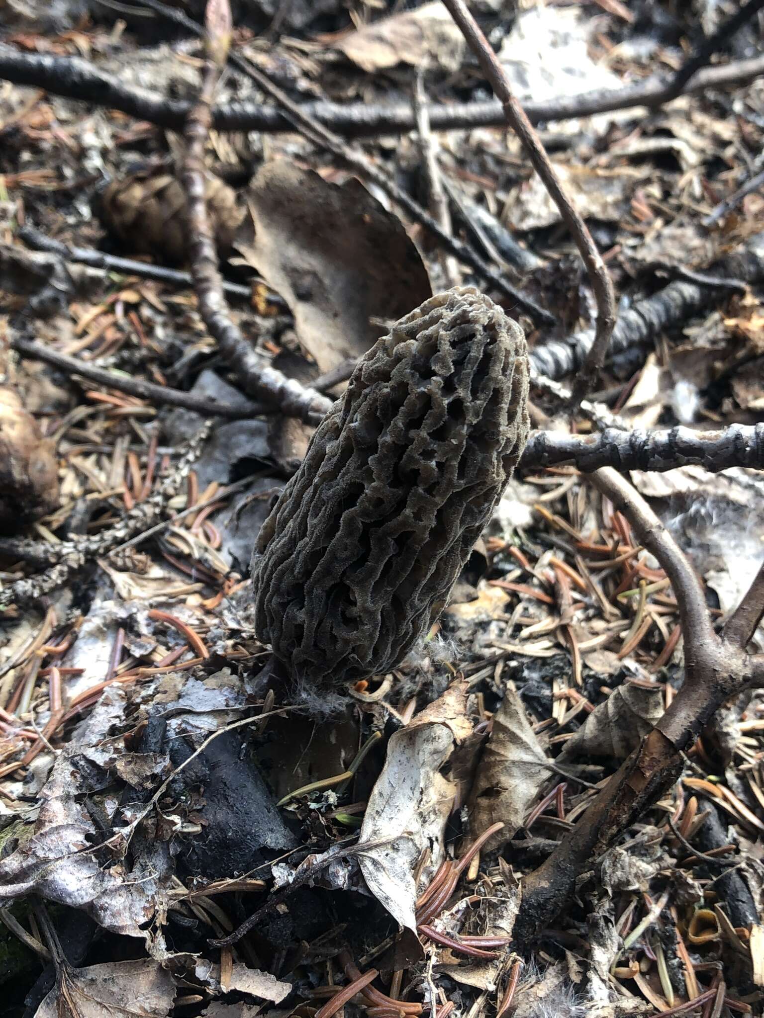 Image of Morchella tomentosa M. Kuo 2008