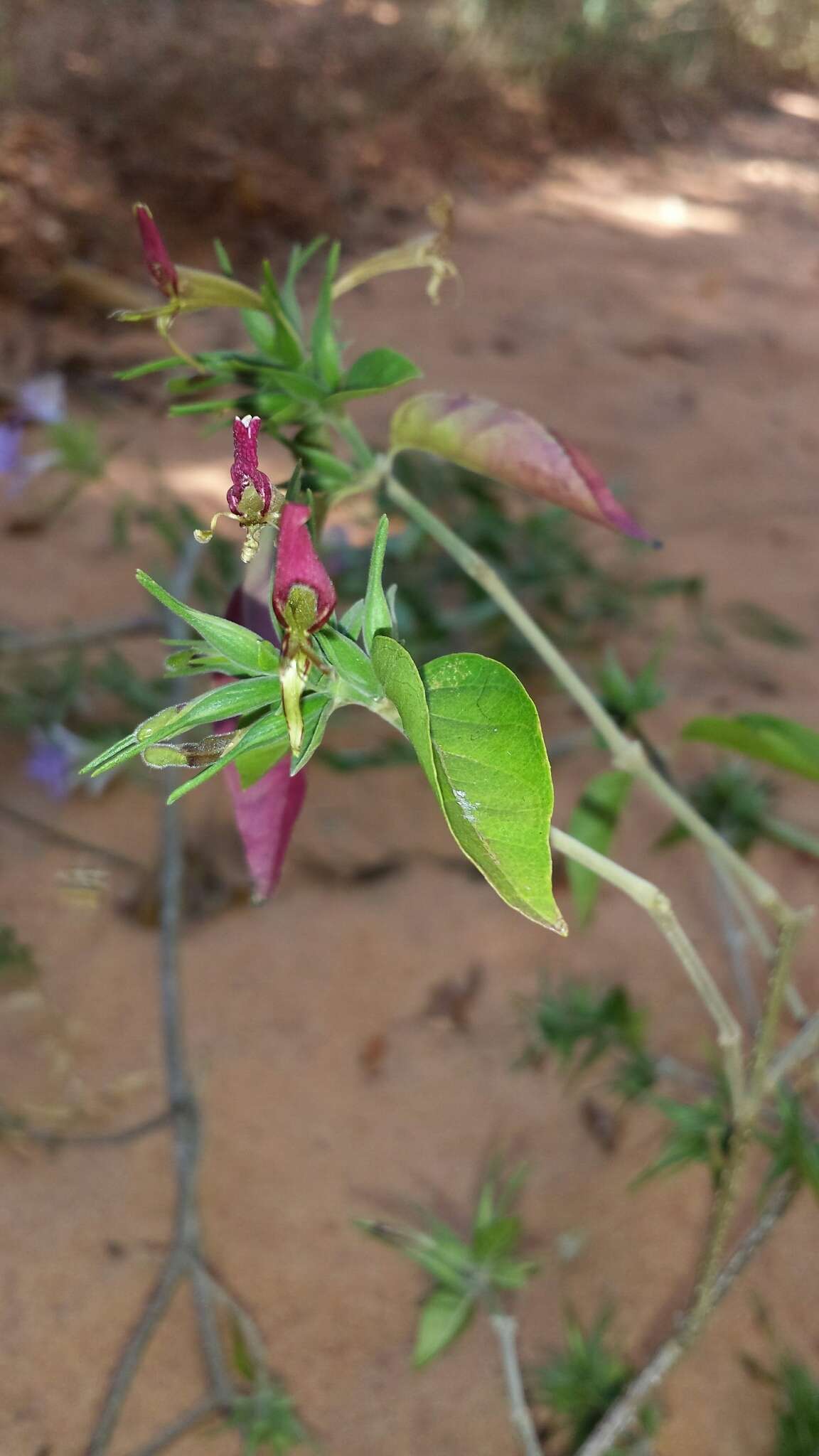 Hypoestes caudata Benoist resmi