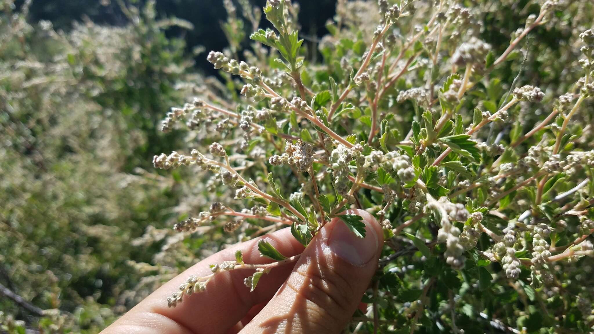 Image of Holodiscus discolor var. microphyllus (Rydb.) Jeps.