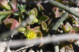 Image of Mesembryanthemum haeckelianum Berger