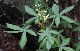 Imagem de Aesculus pavia var. flavescens (Sarg.) Correll