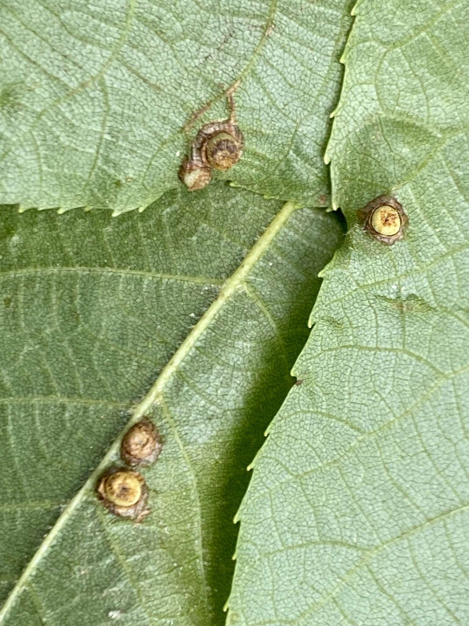 Image de Caryomyia striolacrustum Gagne 2008