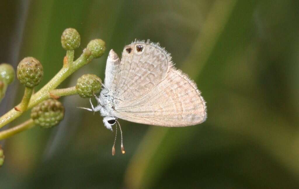 Imagem de Nacaduba biocellata (Felder & Felder 1865)