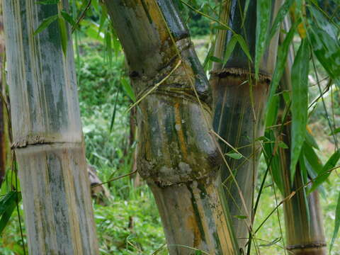 Imagem de Gigantochloa verticillata (Willd.) Munro