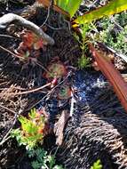 Image of Drosera cuneifolia L. fil.