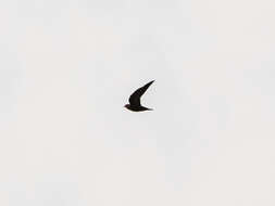 Image of American Black Swift