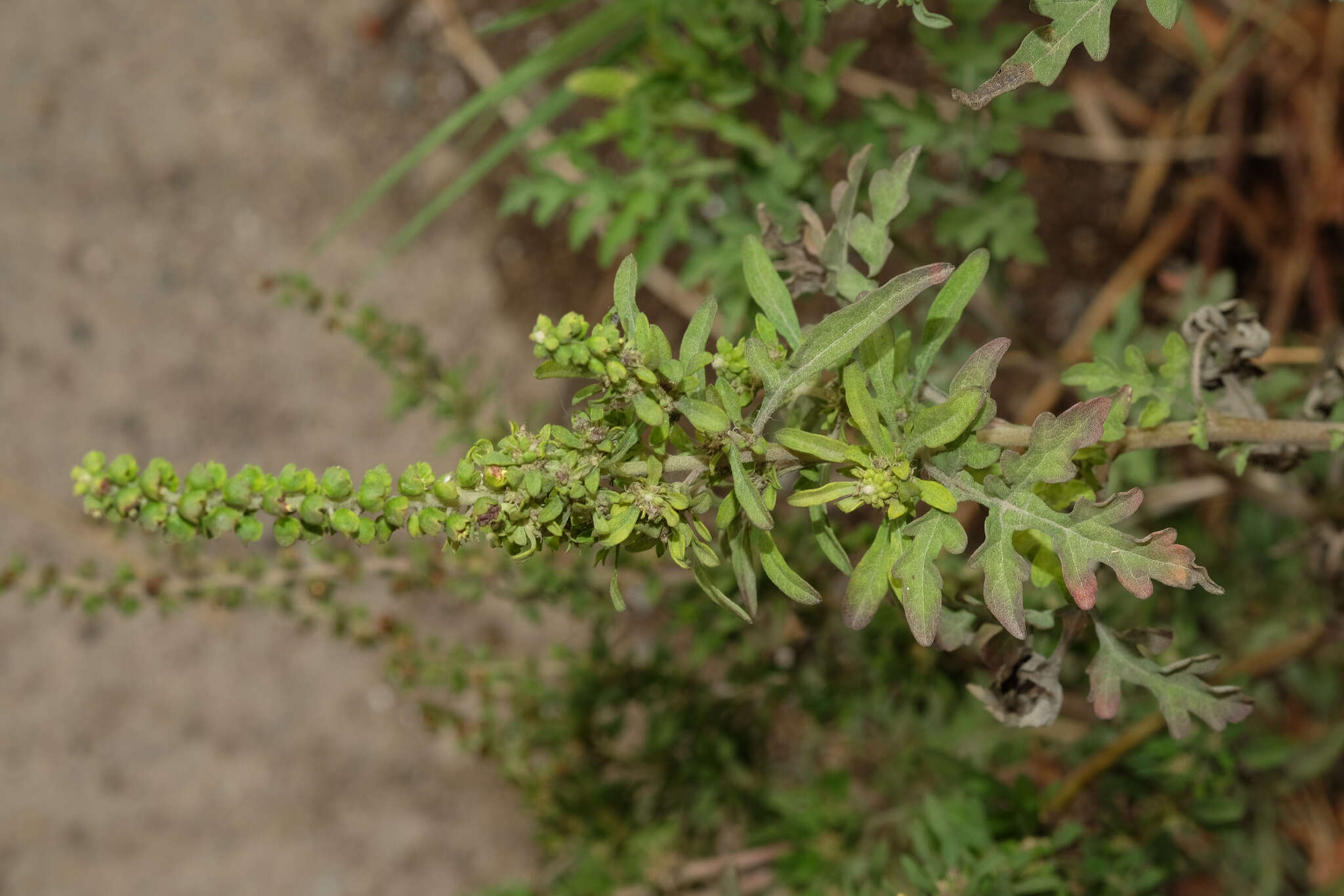 Image de Ambrosia peruviana Willd.