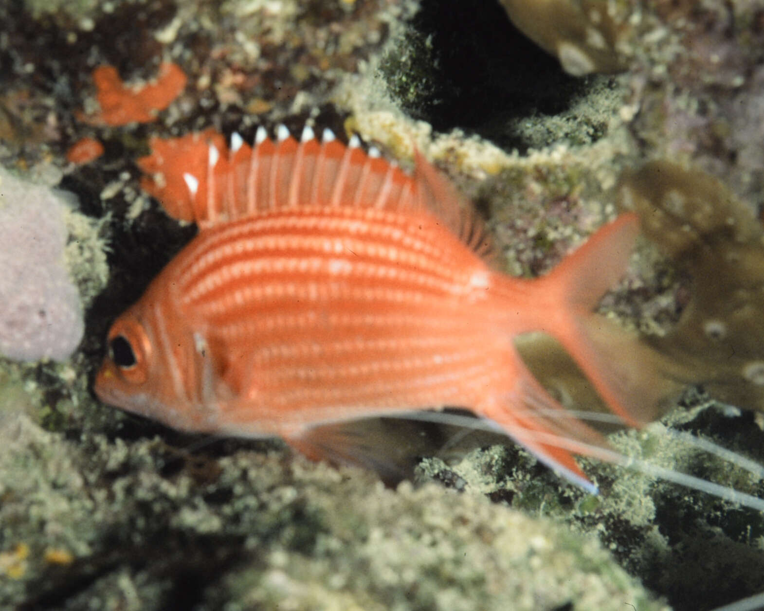 Image of Pink squirrelfish