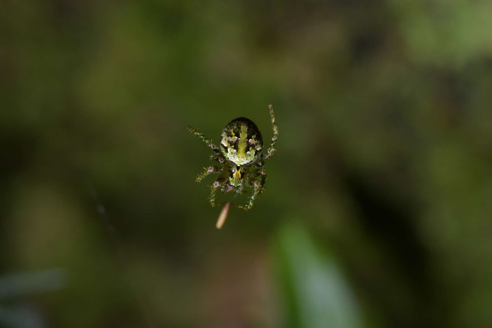 صورة Cryptaranea atrihastula (Urquhart 1891)