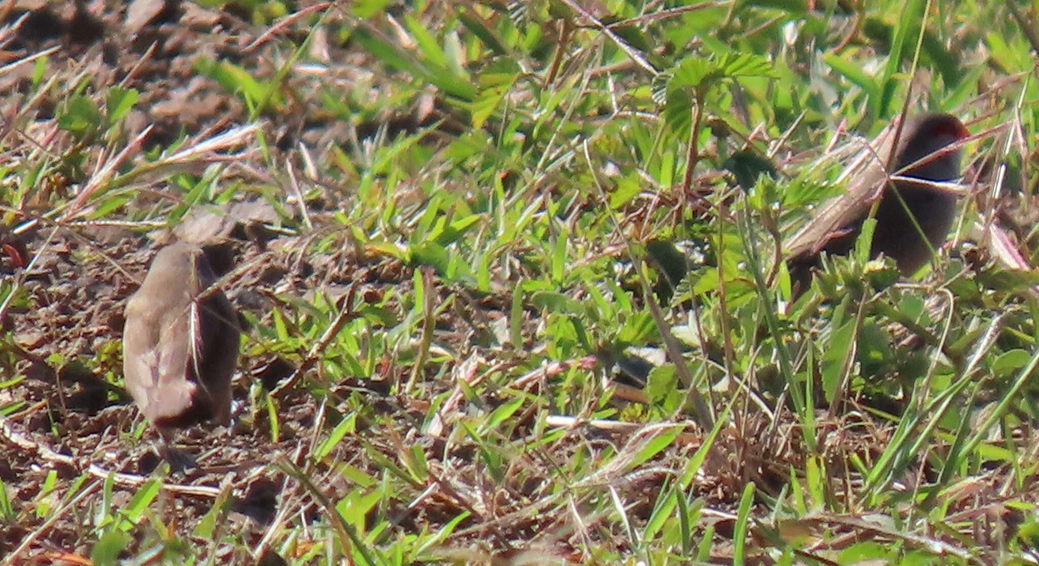 Sivun Estrilda astrild tenebridorsa Clancey 1957 kuva