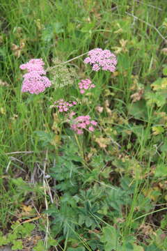 Image of Pimpinella rhodantha Boiss.