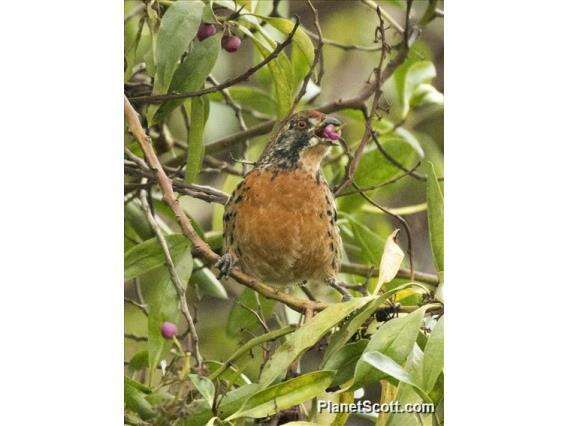 Imagem de Phytotoma rara Molina 1782