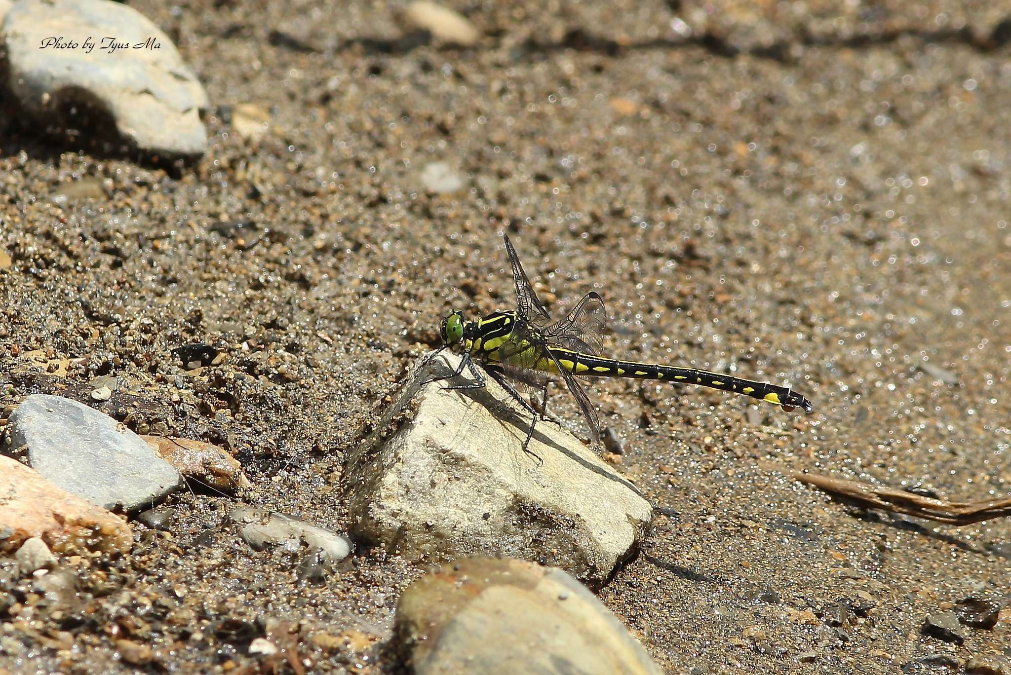 صورة Anisogomphus Selys 1858