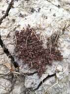 Image of Short-Seed Waterwort