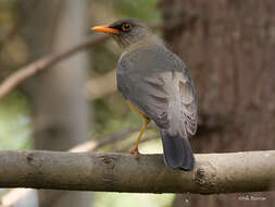 صورة Turdus abyssinicus Gmelin & JF 1789