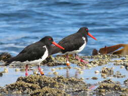 Image of Chatham Island Pied Oystercatcher