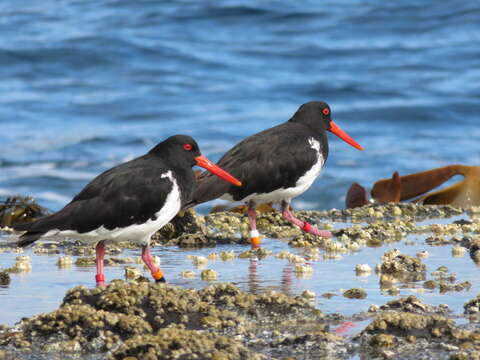 Image of Chatham Island Pied Oystercatcher