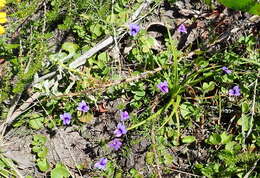 Image of Monopsis unidentata subsp. unidentata