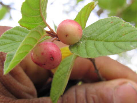 Image of Rhamnus calderoniae R. Fernández Nava