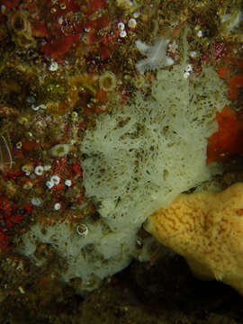 Image of white lace sponge