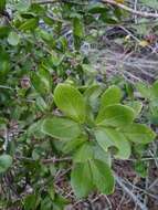 Image of Florida Keys blackbead