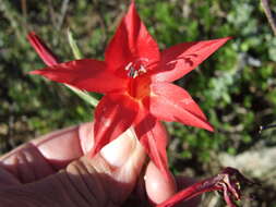 Imagem de Gladiolus priorii (N. E. Br.) Goldblatt & M. P. de Vos