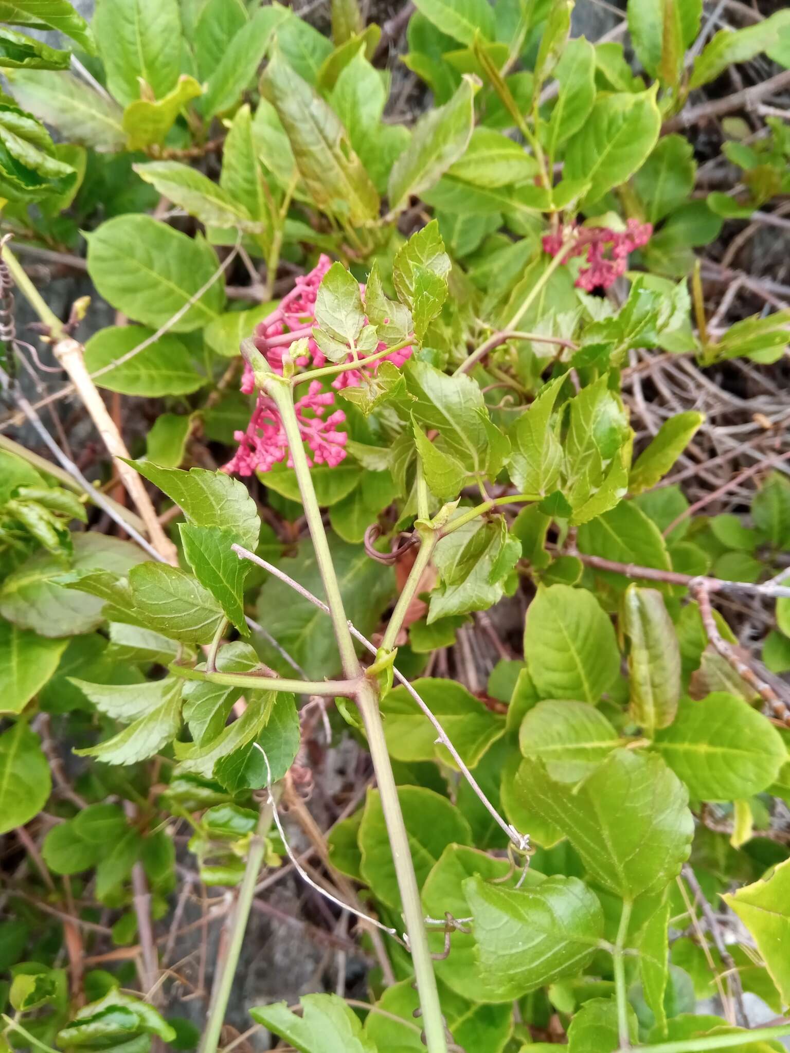 Plancia ëd Cyphostemma amplexicaule Descoings