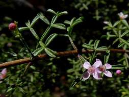 Image de Cyanothamnus anemonifolius subsp. variabilis