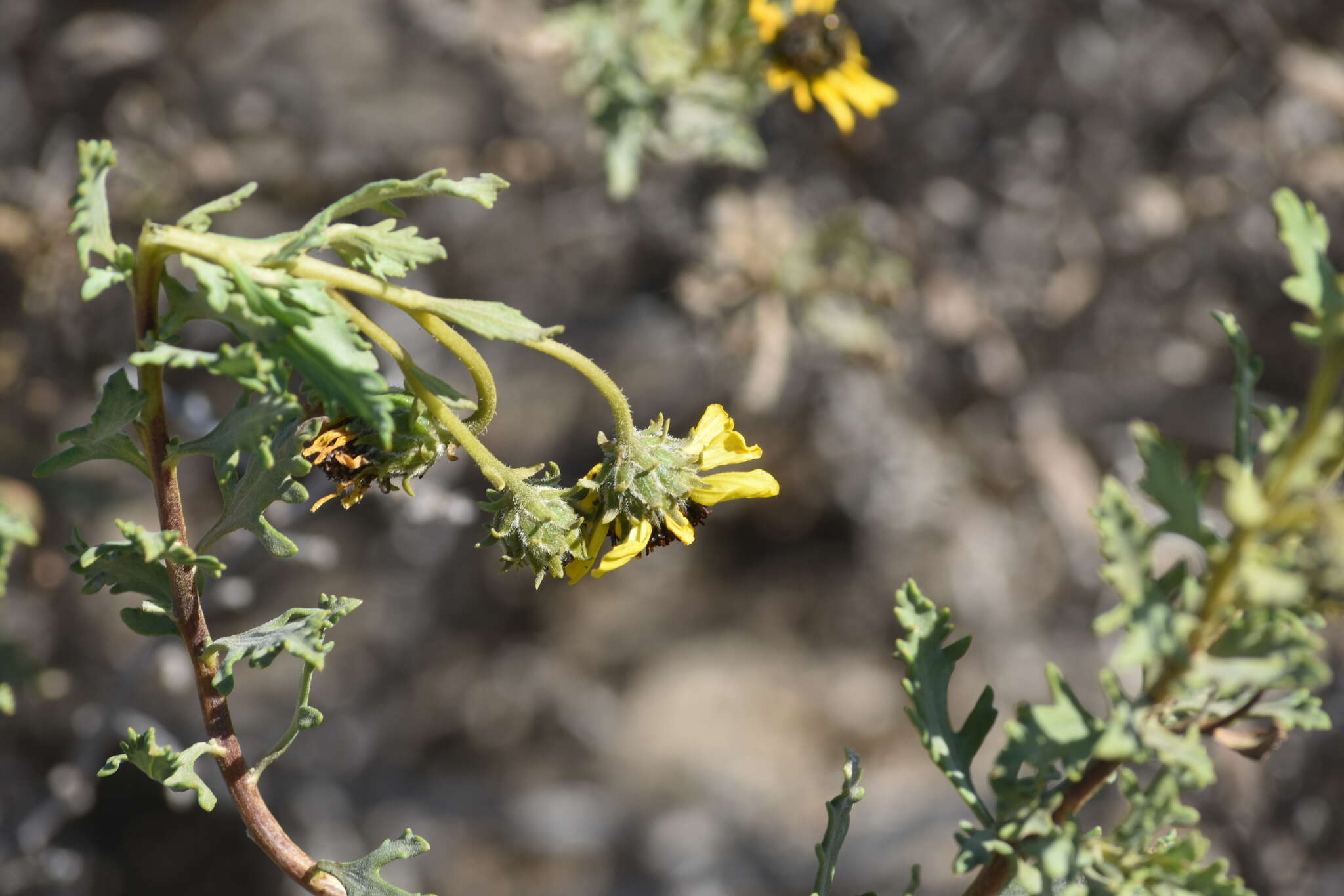 Sivun Encelia laciniata Vasey & Rose kuva