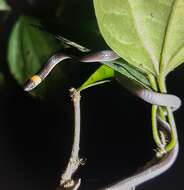 Image of Pacific Longtail Snake