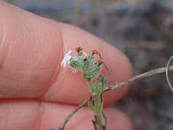 Plancia ëd Cryptantha wigginsii I. M. Johnst.