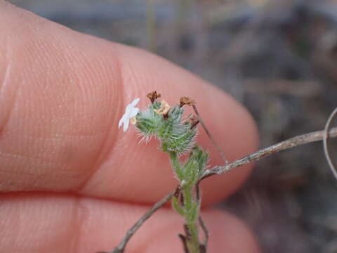 Plancia ëd Cryptantha wigginsii I. M. Johnst.