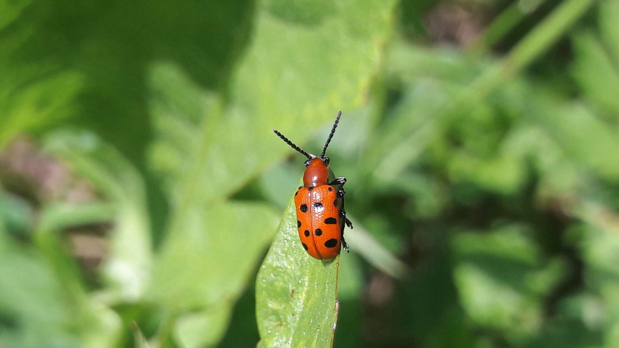 Image of Spotted asparagus beetle