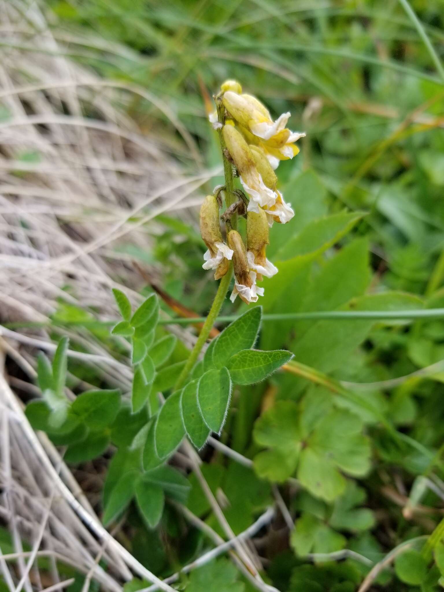 Image of tundra milkvetch