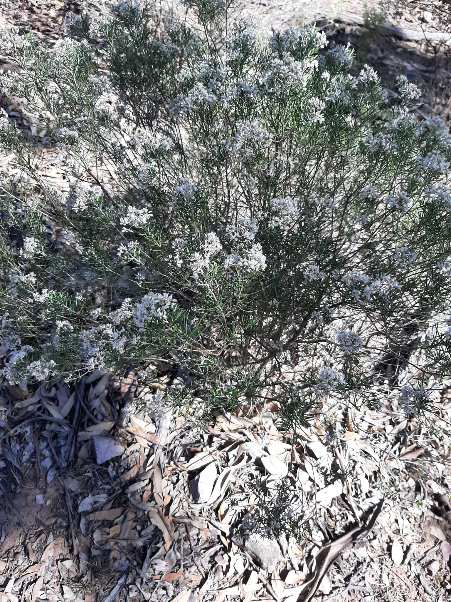 Cassinia laevis R. Br. resmi