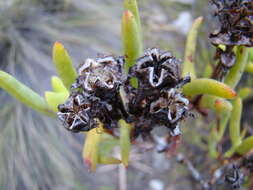 Image of Stayneria neilii (L. Bol.) L. Bol.