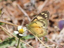 Colotis amata (Fabricius 1775)的圖片