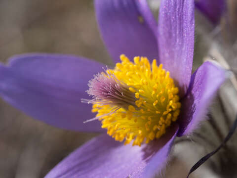 Image of Greater Pasque Flower